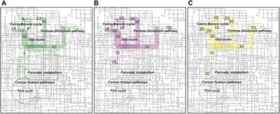 Production of biopolymer precursors beta-alanine and L-lactic acid from CO2 with metabolically versatile Rhodococcus opacus DSM 43205